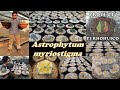 Astrophytum myriostigma. Producción y conservación en el Proyecto Terhohuico