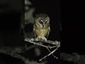 Unspotted Saw-whet Owl Calling #shorts