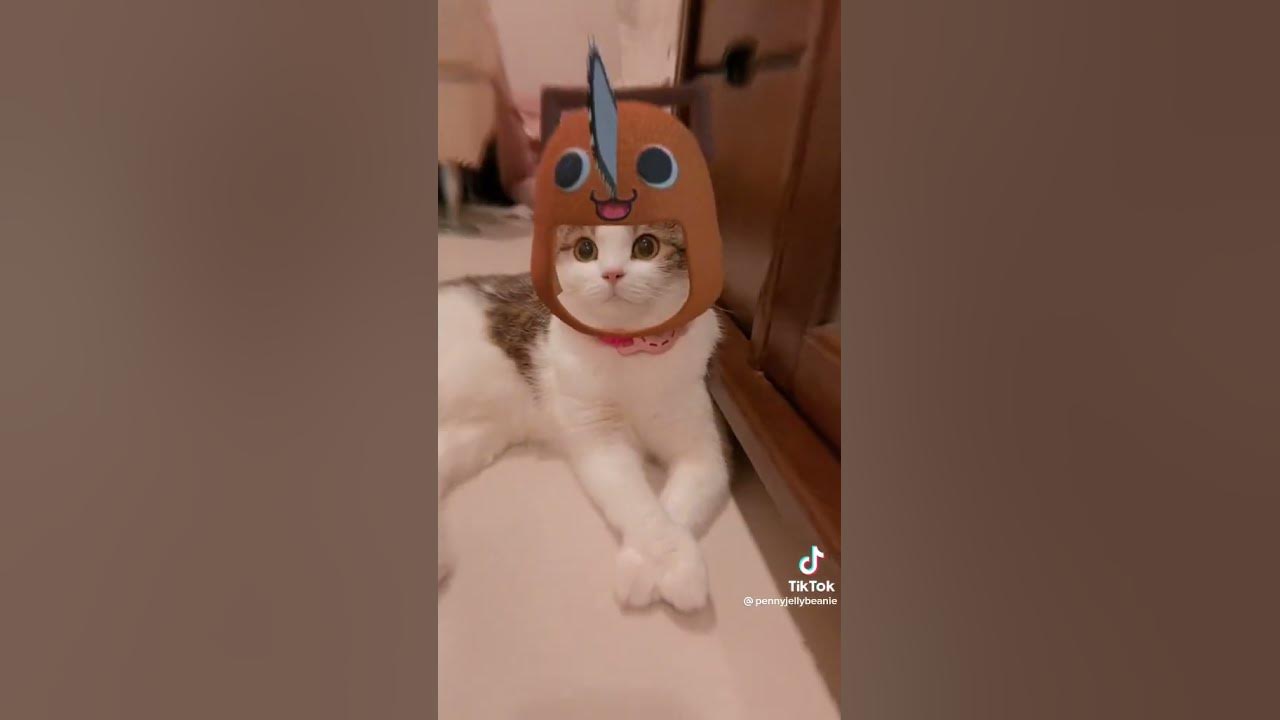 Pochita Cat - YouTube