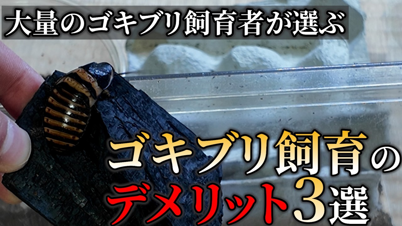 ゴキブリを飼育するデメリット3選