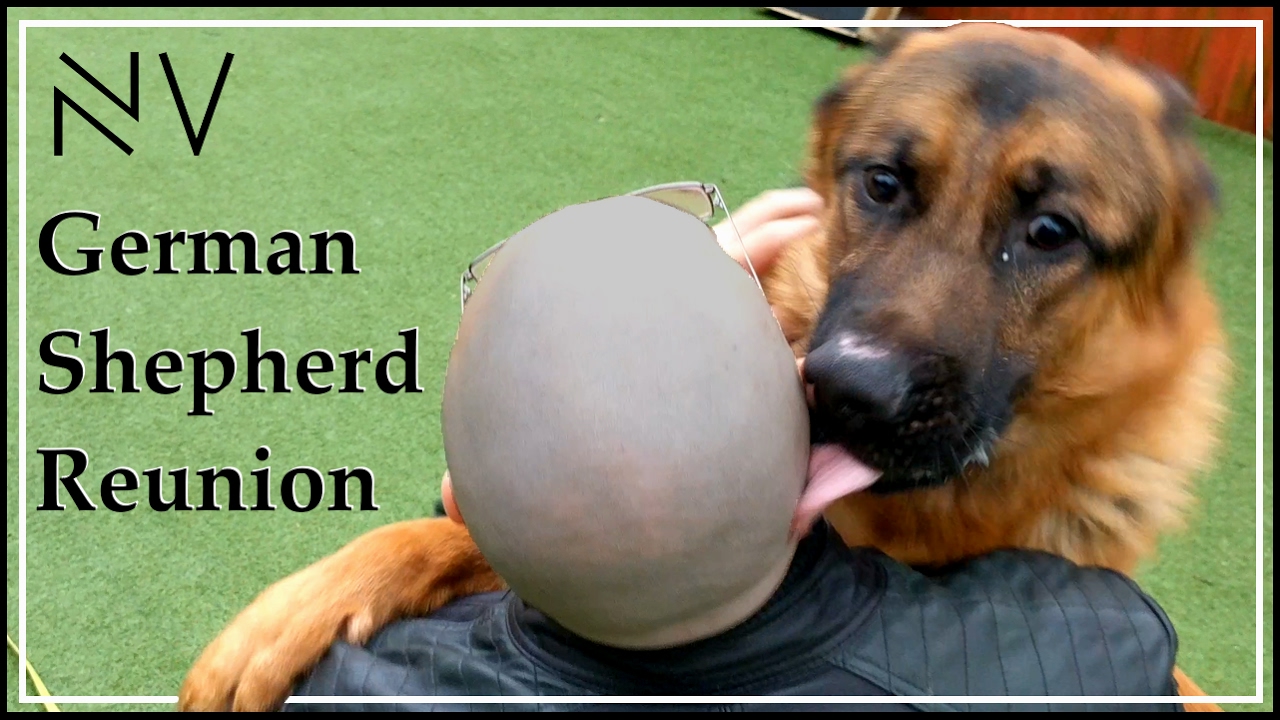 german-shepherd-owner-reunited-nerdvlog-youtube