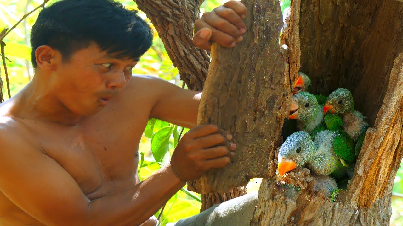 Climb a tree to get parrot  baby