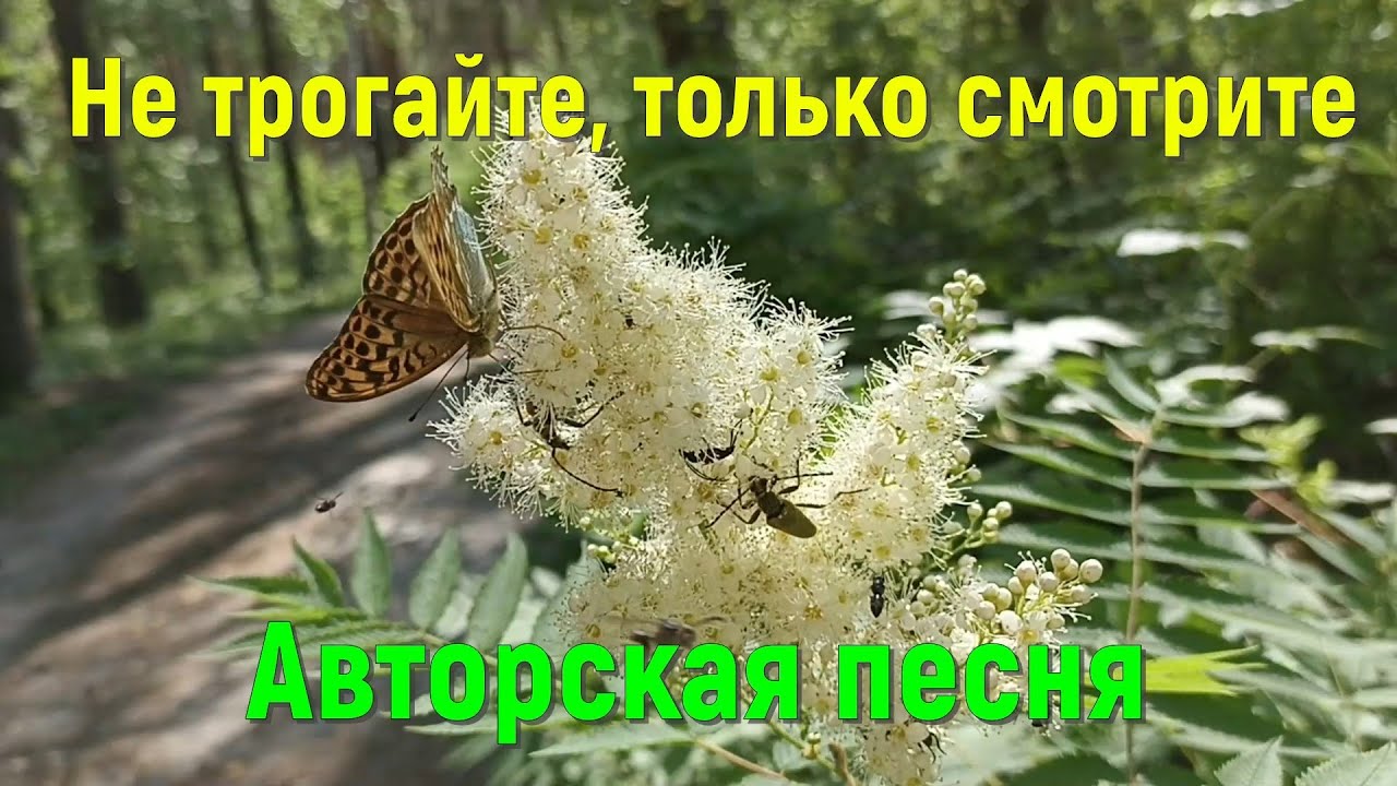 Не трогайте, только смотрите. Авторская песня под гитару. Автор ...