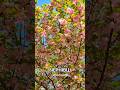 Головна 131, Чернівці #ukraine #travel #cherryblossom #чернівці #сакура #рекомендації #подорожі