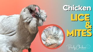 Chicken Mites and Lice