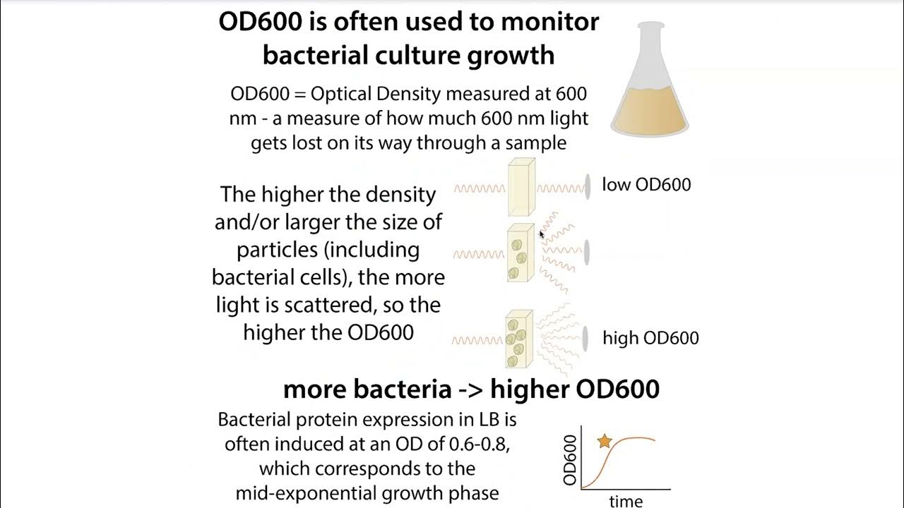 od-optical-density-vs-absorbance-in-biochemistry-od600-monitoring