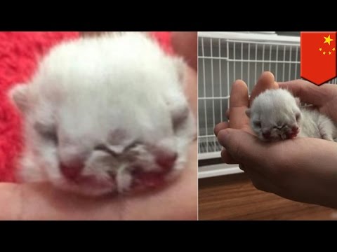 Video: Anak Kucing Berkepala Dua Lahir Di China - Pandangan Alternatif