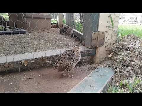 Female Coturnix Call