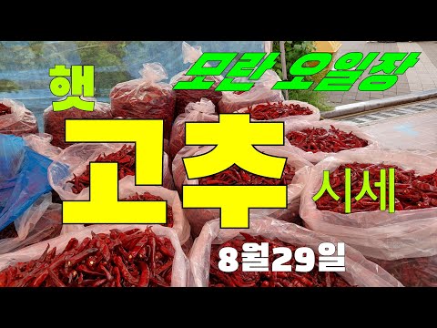모란장 햇 고추시세 얼마나 올랐을까 ?