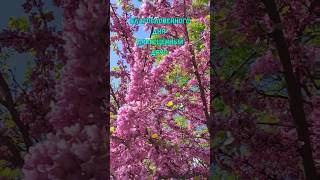 Благословенного дня #молитва #иисус #любовь #исцеление #шортс #shorts