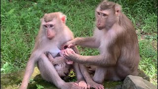 Cute Monkey Lexi Plays With Mac Loy
