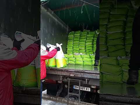 Семена подсолнечника Рекольд под гербицид Гранстар, Премиум, 2025, видео 1