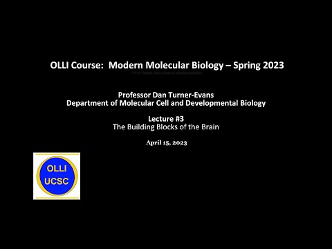 Modern Molecular Biology Spring 2023 Lecture 3: The Building Blocks Of The Brain