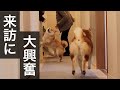 じいちゃん、ばあちゃんの突然の訪問に大興奮する柴犬の兄妹