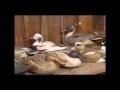 Duck Decoy Carving Duck Decoy Carving