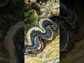Giant Clam Shell Flinches Then Another Appears 🐚😮🌊