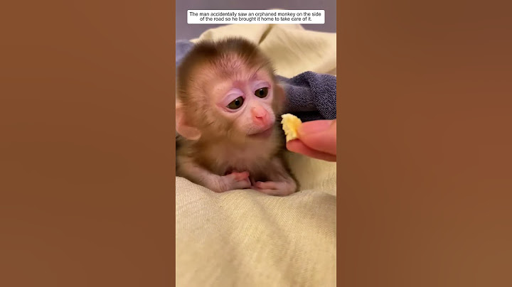The man accidentally saw an orphaned monkey and then brought it home, and then #animalshorts