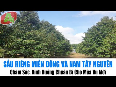 Video Sầu Riêng Miền Đông Và Nam Tây Nguyên | Chăm Sóc, Định... - youtube