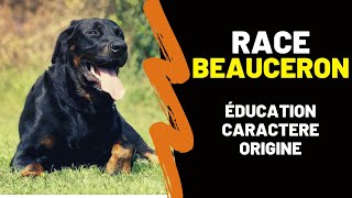 Race de chien Beauceron : Caractère, Prix, Education, Histoire, Inconvénients, Qualités, Arlequin
