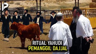 Makin Dekat Kiamat? Israel Persiapkan Ritual Sapi Merah Pemanggil Dajjal