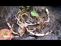 Как выглядит корень лотоса выращенного из семян Посадка корней лотоса