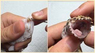 Animal Rescue Gecko: Treatment for Two Patients With Nasal Congestion and Mouth Inflammation