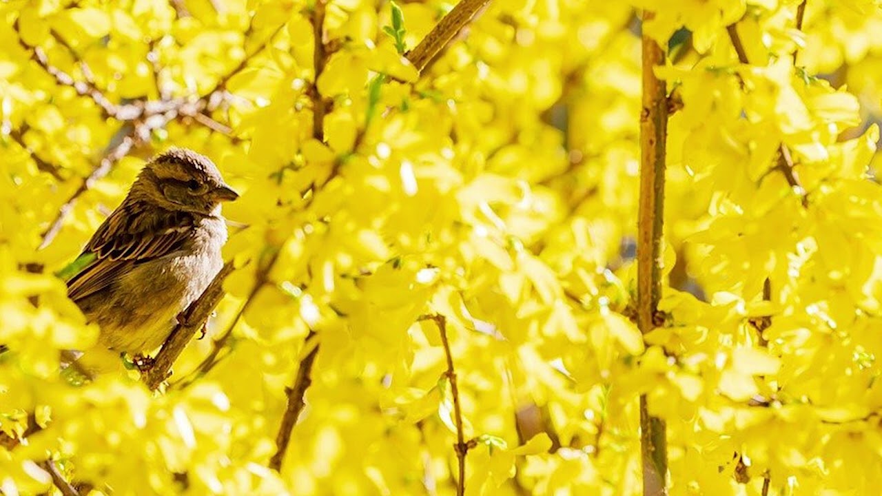 BEMC: Divertimento in B-Flat Major, K. Anh. 227: V. Finale