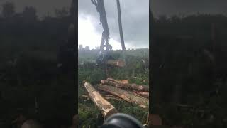 Logset 10h clearing windblow