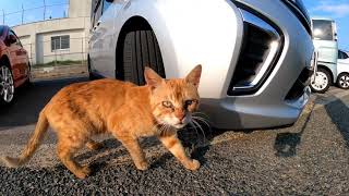 【今週のボツ動画】短い野良猫動画まとめて公開