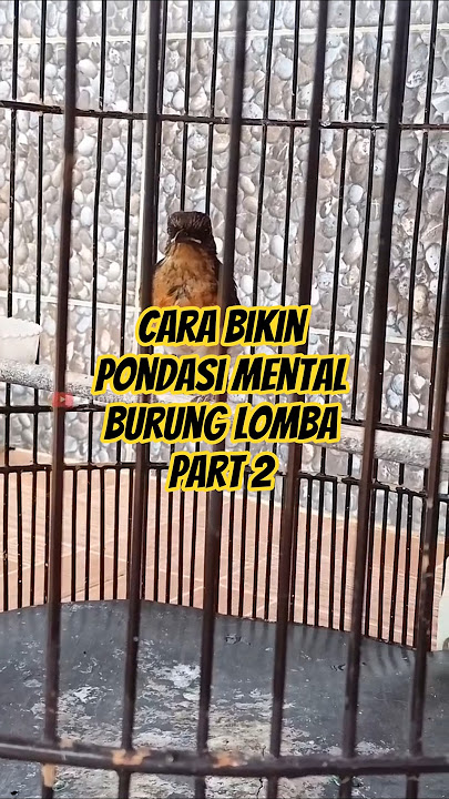 Tonton Part 1 nya (Cara Bikin Pondasi Mental Burung Lomba) Biar Gak Salah Paham Ya Masbro #oyekolp