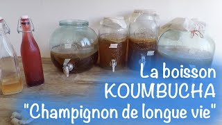 Le kombucha : champignon de longue vie