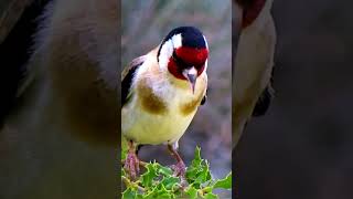 Щегол. Пение птиц, певчие птицы. Goldfinch! Singing birds, songbirds. 💕