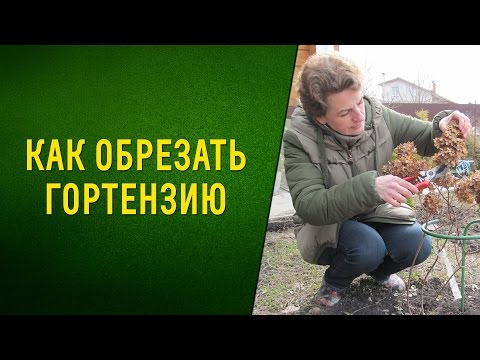 Как обрезать гортензию