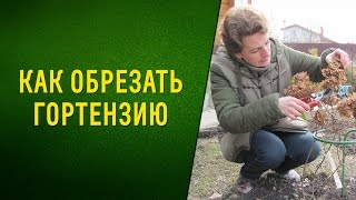 Как обрезать гортензию