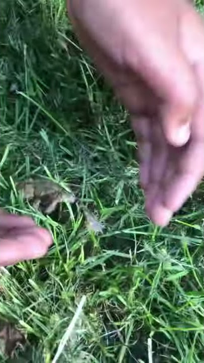 grass frog #shortsvideo #frog