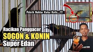 Ramuan Penggacor SOGON & KONIN Paling Cor dorr‼️