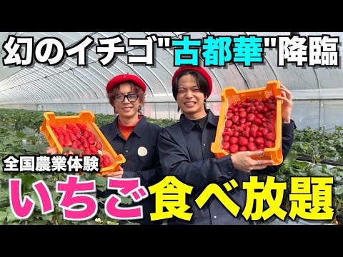 【糖度15度？】伝説のいちごを求めて奈良に遠征したら甘すぎてほっぺた落ちたwwwwww