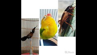 Masteran dan Pancingan suara burung Cililin, LoveBird, dan suara Jangkrik