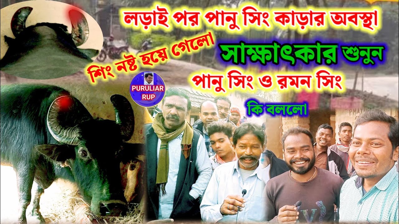 লড়াই পর পানু সিং ও রমন সিং সাক্ষাৎকার শুনুন  এবং পানুর কাড়ার শিং নষ্ট হয়ে খানিকটা দেখুন কেমন আছে