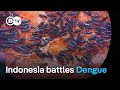 How to curb the surge of Dengue Fever? | DW News