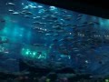 &quot;Dubai Aquarium&quot;.avi