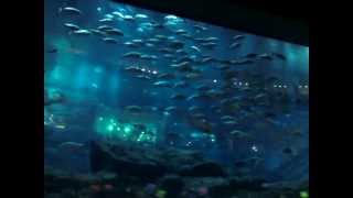 "Dubai Aquarium".avi