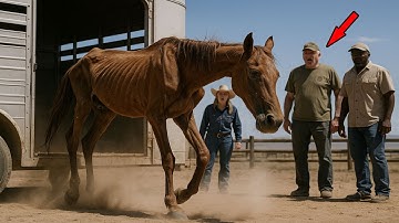This Sick Arabian Horse Was Sent to the Wrong Ranch — What Happened Next Was Truly Shocking
