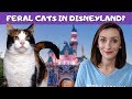 Why Are There Cats in Disneyland?