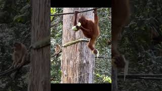 Orangutan Eating & Hanging.