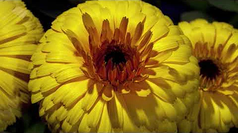 Invisible Visible: Flower Power
