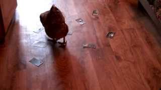 Волшебная курица-гадалка(, 2013-11-09T20:02:41.000Z)
