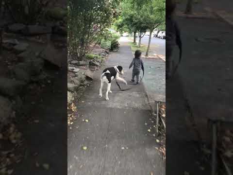 Videó: Puha bevonatú búza-terrier