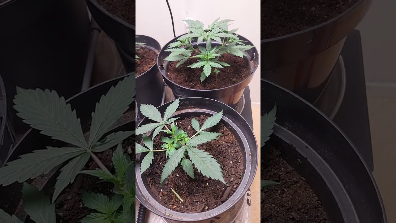 bcn critical xxl auto+ bubna Kush poto periode