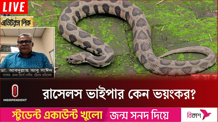 রাসেলস ভাইপারের কামড় থেকে বাঁচতে ও কামড়ালে করণীয়? | Russell's Viper |  Independent TV